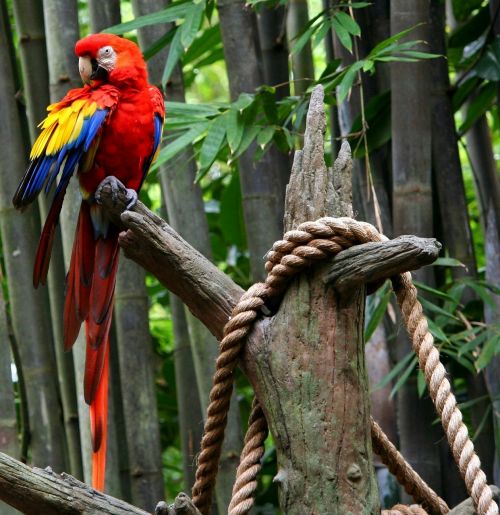 Red Macaw, Papūga, Atogrąžų Paukštis, Plunksnos, Nuostabus, Spalvinga