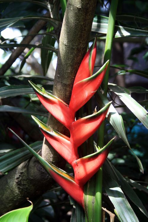 Gėlė,  Raudona,  Egzotiškas,  Atogrąžų,  Macaw,  Raudona Macaw Gėlė