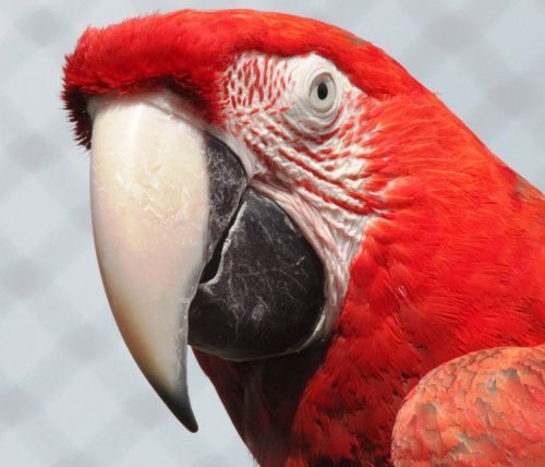 Raudona,  Macaw,  Papūga,  Paukštis,  Gyvūnas,  Raudona Macaw