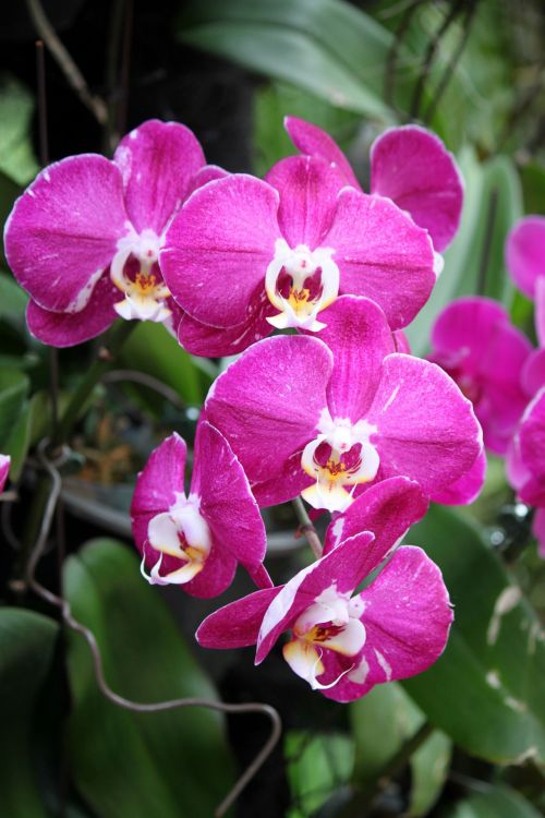 Raudona & Nbsp,  Orchidėja & Nbsp,  Gėlė,  Žydėti,  Žiedas,  Singapūras,  Raudonoji Orchidėjų Gėlė Žydi Žydiniuose Žieduose