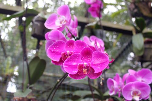 Raudona,  Orchidėja,  Gėlė,  Singapūras,  Raudona Orchidėjų Gėlė Singapūre