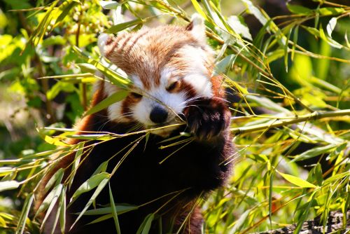 Raudonoji Panda, Panda, Žinduolis, Laukinė Gamta, Gamta, Bambukas, Kinija, Turėti, Pūkuotas, Mažas, Valgymas, Raudona, Gyvūnas