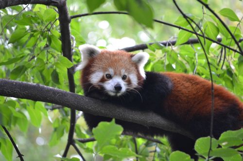 Raudonoji Panda, Zoologijos Sodas, Budapest