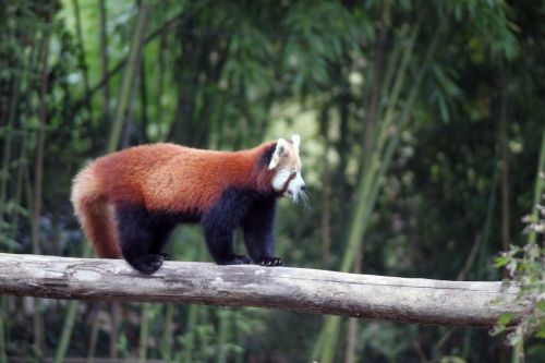 Raudonoji Panda, Panda, Gyvūnas, Gamta, Mielas, Raudona, Žavinga, Bambukas, Medis, Bambuko Medis, Natūralus, Aplinka, Retas