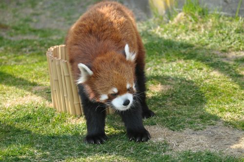 Raudonoji Panda, Zoologijos Sodas, Mieli Gyvūnai