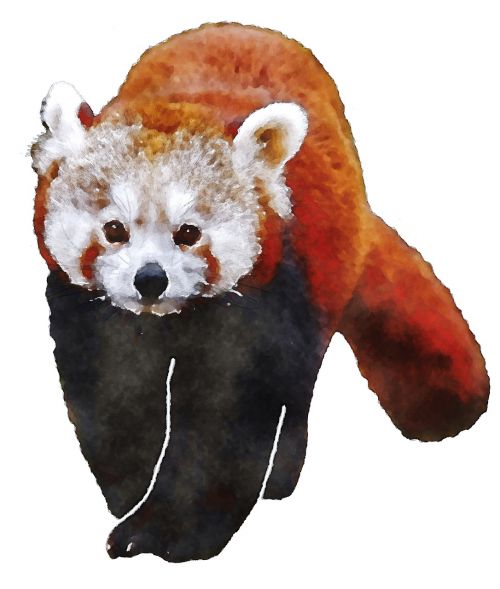 Raudonoji Panda, Akvarelė, Gyvūnas, Oekaki, Mielas