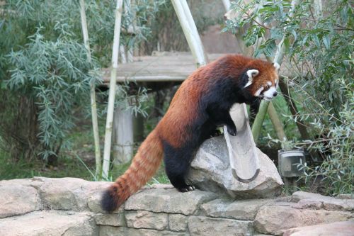 Raudonoji Panda, Panda, Turėti, Žinduolis, Mielas, Gyvūnas