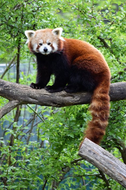 Raudonoji Panda, Mielas, Retas, Raudona, Panda, Vienna, Zoologijos Sodas, Medis, Lapai, Sėdi, Kailis, Kinai, Kinija, Žavinga, Linksma, Purus