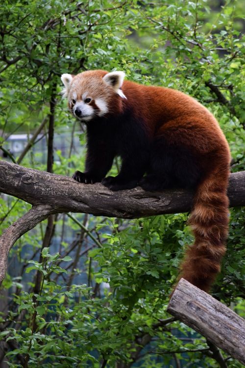 Raudonoji Panda, Vienna, Zoologijos Sodas, Medis, Retas, Lapai, Sėdi, Mielas, Žavinga, Linksma, Purus, Uodega, Kailis, Gyvūnas