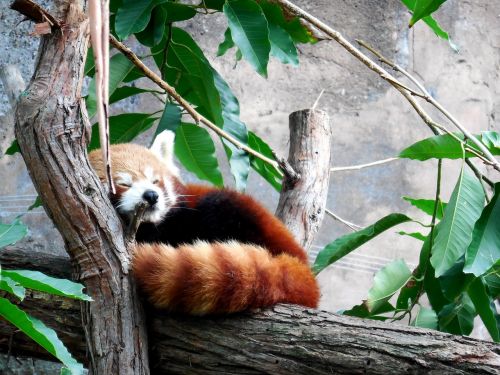 Raudonoji Panda, Mielas Raudonas Pandas, Mielas, Panda, Raudona, Gyvūnas, Laukinė Gamta, Žavinga, Zoologijos Sodas, Nykstantis