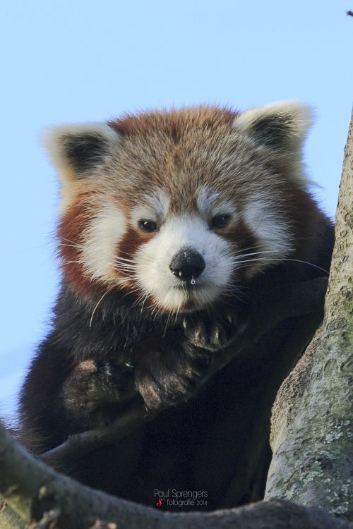 Raudonoji Panda, Turėti, Zoologijos Sodas