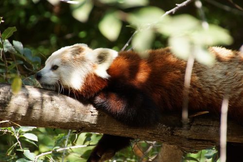 Raudonoji Panda, Gyvūnas, Zoologijos Sodas