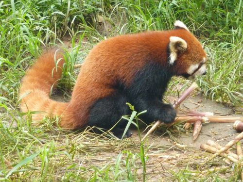 Raudonoji Panda, Panda, Turėti, Zoologijos Sodas, Gamta, Žinduolis, Gyvūnų Pasaulis, Laukiniai