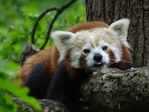 Raudonoji Panda,  Zoo Brno,  Žinduolis,  Mielas,  Panda,  Gamta