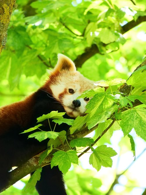 Raudonoji Panda,  Panda,  Gyvūnijos,  Gyvūnas,  Turėti,  Kailiai,  Žinduolis,  Miškas,  Panda Bear,  Mielas