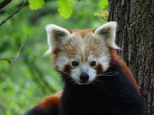 Raudonoji Panda,  Zoo Brno,  Žinduolis,  Gamta