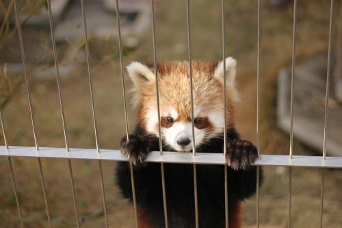 Raudonoji Panda, Zoologijos Sodas, Mieli Gyvūnai