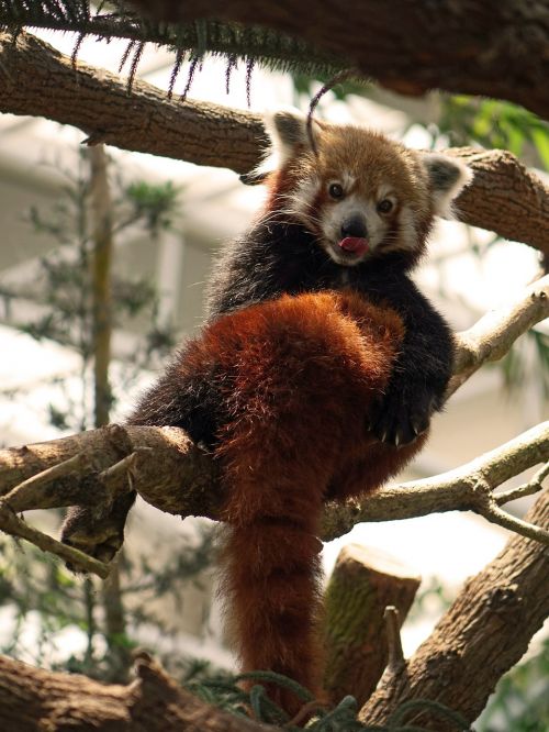 Raudonoji Panda, Kinija, Firefox, Gyvūnas, Laukinė Gamta, Kinai, Žavinga, Zoologijos Sodas, Filialas, Medis, Lapai