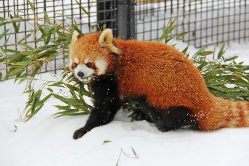 Raudonoji Panda, Turėti, Panda, Mielas, Žiema, Šaltas, Sniegas, Asahikawa, Zoologijos Sodas, Asija, Japonija, Hokaidas