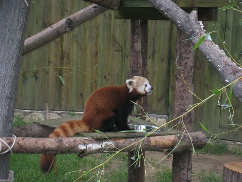 Raudonoji Panda, Nyíregyháza, Zoologijos Sodas