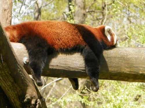 Raudonoji Panda, Panda, Gyvūnas, Zoologijos Sodas