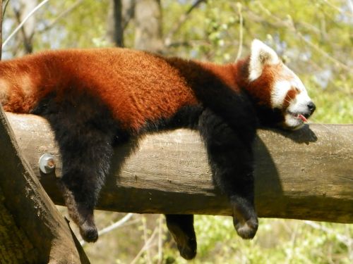 Raudonoji Panda, Panda, Gyvūnas, Zoologijos Sodas
