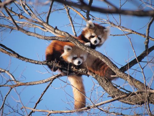 Raudonoji Panda, Zoologijos Sodas, Mielas, Mieli Gyvūnai, Medžio Laipiojimas