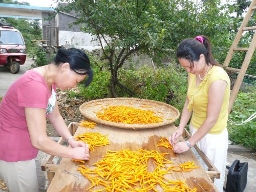 Paprika, Geltona Gong Pipiras, Natūralus