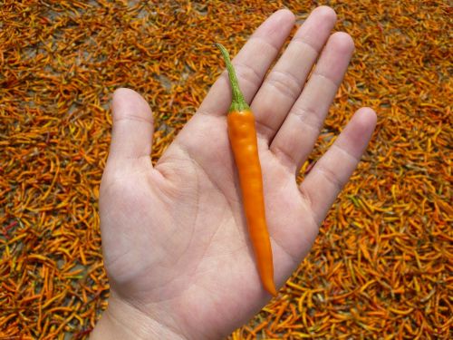 Paprika, Geltona Gong Pipiras, Natūralus