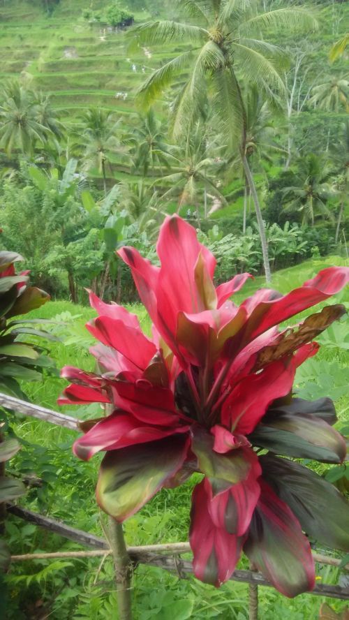 Raudona,  Gėlė,  Augalas,  Laukas,  Bali,  Raudona Augalas