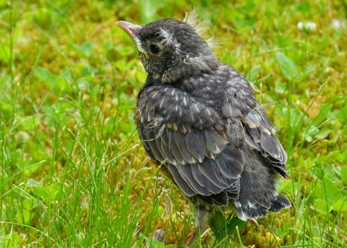 Raudona Robin, Paukštis, Plunksnos, Gamta, Laukinė Gamta, Gyvūnas, Jaunas, Burbulas, Biddy