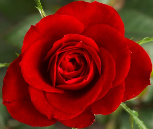 Raudona Roze, Gėlė, Žiedlapiai, Flora, Rožės, Meilė, Valentine, Gamta, Fonas, Tapetai