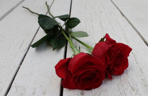 Raudona Roze, Rožės, Gėlė, Gėlių, Romantiškas, Romantika, Meilė