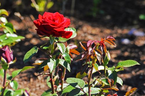 Raudona Roze, Chicago Botanikos Sodai, Gėlės, Gamta, Raudona