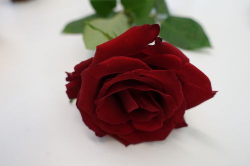 Raudona Roze, Meilė, Širdis, Rožė, Romantika, Myliu Tave, Kraujo Raudonis, Vienas Rožė, Valentino Diena, Romantiškas
