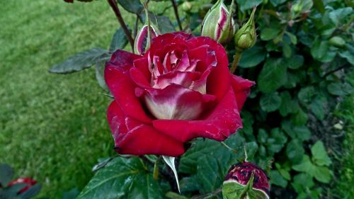 Raudona Roze, Gėlės, Budas