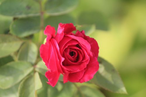 Raudona Roze, Rožė, Žiedas, Pixabay