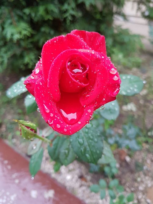 Raudona Roze, Lietus, Gėlė