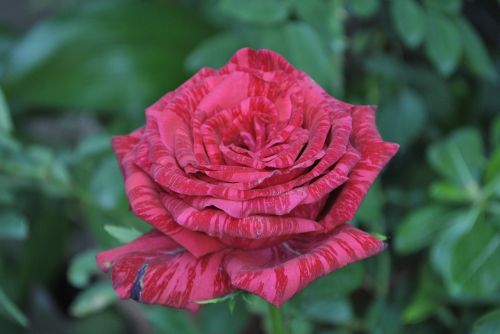 Raudona Roze, Flora, Gėlė