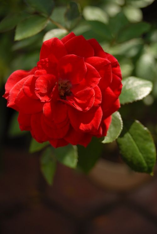 Raudona Roze, Maža Gėlė, Flora