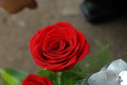 Raudona Roze, Gėlė, Raudonos Rožės