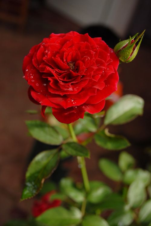 Raudona Roze, Žiedlapis, Gėlės