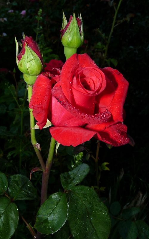 Raudona Roze, Romantiškas, Gėlė, Lietaus Lašai