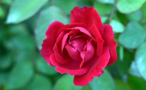 Raudona Roze, Vaizdas Iš Viršaus, Gėlė, Rosa, Žydėti