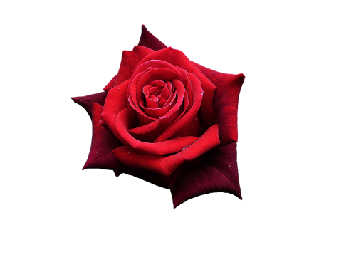 Raudona Roze, Gėlės, Vienas Pakilo, Graži Gėlė