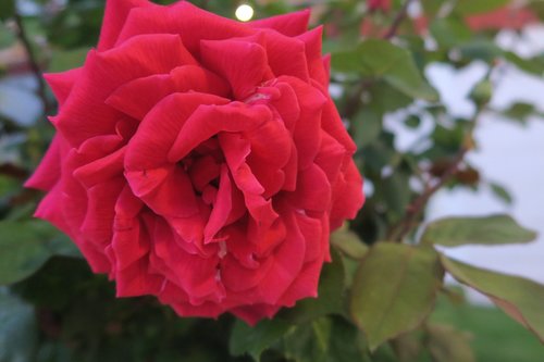 Raudona Roze,  Gėlė,  Išaugo,  Augalų,  Gamta