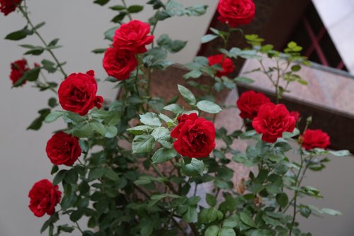 Raudona Roze,  Išaugo,  Gėlė,  Augalų,  Žiedlapiai