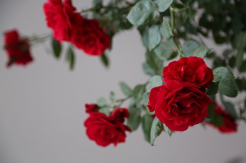 Raudona Roze,  Išaugo,  Gėlė,  Augalų,  Gamta
