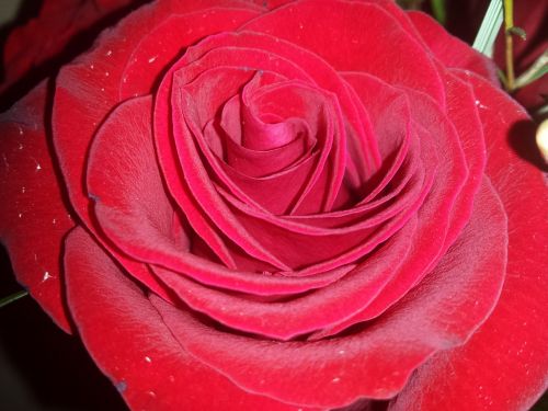 Raudona Roze, Rožė, Meilė, Gėlė, Raudona, Romantiškas, Valentine, Aistra