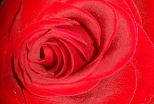 Raudona Roze, Rožė, Raudona, Gėlė, Meilė, Romantika, Romantiškas, Gėlių, Valentine, Aistra, Žydėti